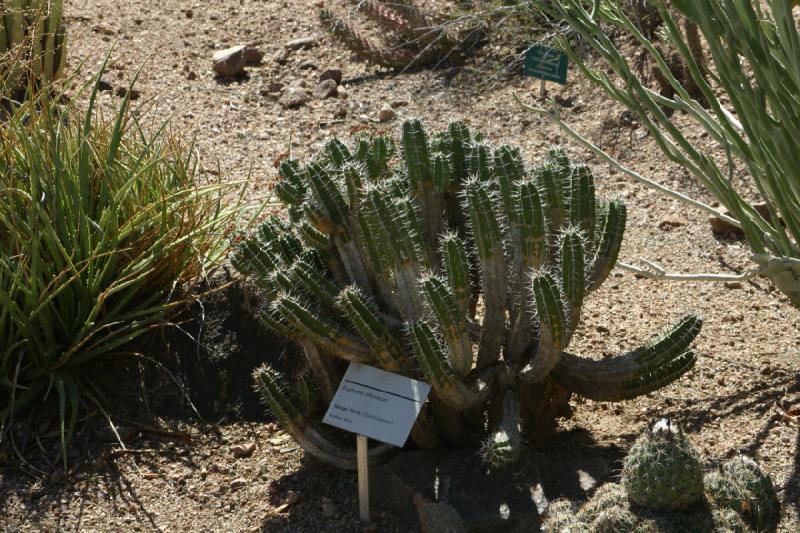 2007-10-27 13:09:04 ** Botanischer Garten, Kaktus, Phoenix ** Euphorbia officinarum.