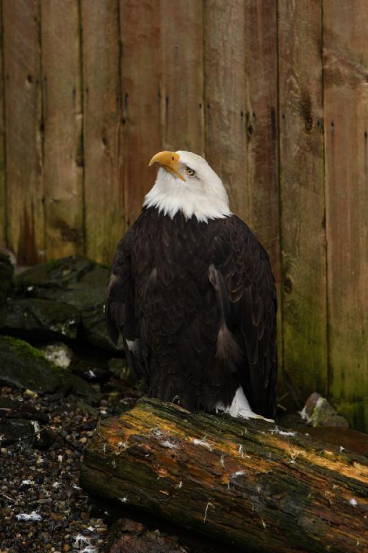 2012-06-19 12:30:21 ** Alaska, Ketchikan, Kreuzfahrt, Weißkopfseeadler ** 