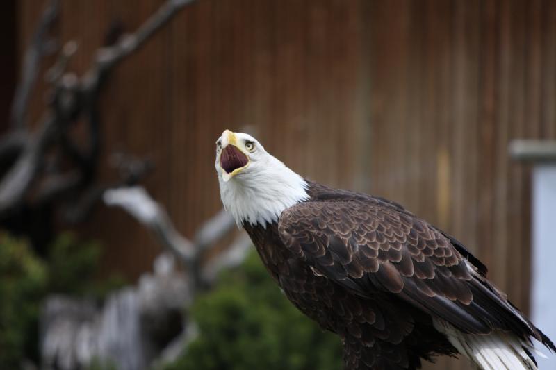 2011-05-07 11:23:13 ** Utah, Weißkopfseeadler, Zoo ** 