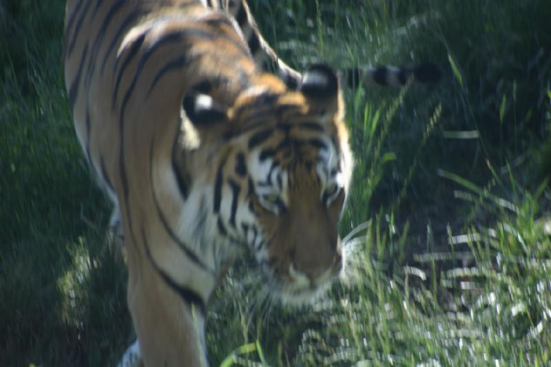 2007-06-18 10:20:10 ** Tiger, Utah, Zoo ** Siberian tiger.
