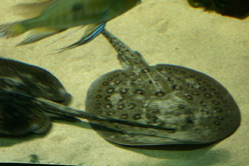 2006-11-29 12:43:08 ** Aquarium, Berlin, Germany, Zoo ** Ray.