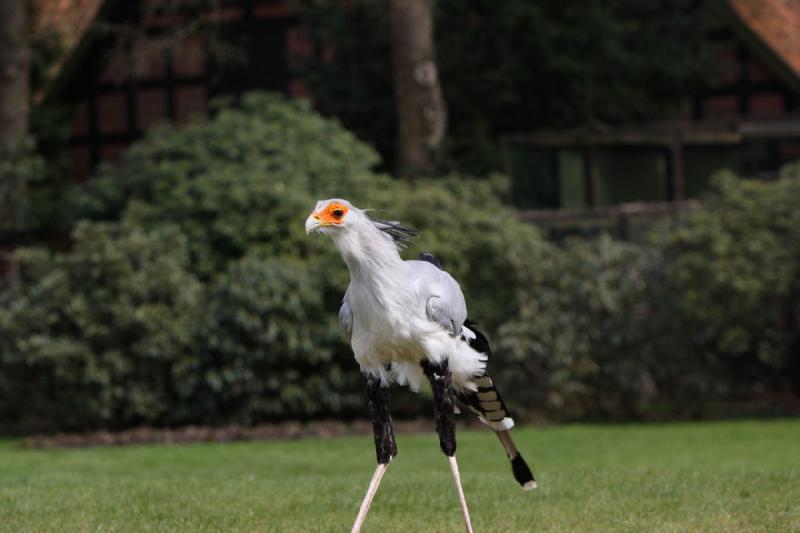 2010-04-13 14:38:26 ** Deutschland, Walsrode, Zoo ** 