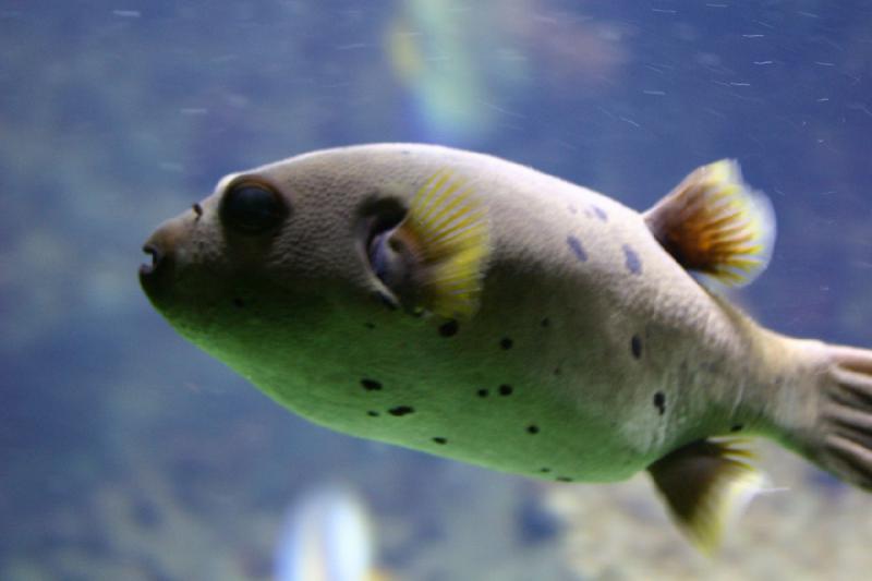 2006-11-29 12:34:28 ** Aquarium, Berlin, Germany, Zoo ** A Parrotfish.