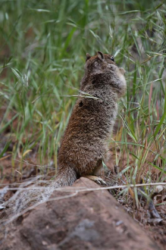 2011-05-29 10:14:21 ** Utah, Zion Nationalpark ** 