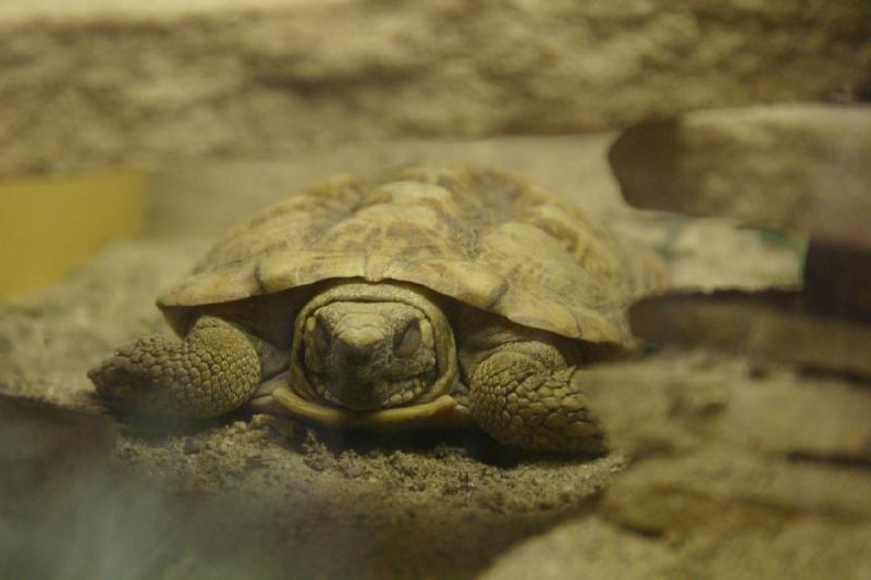 2007-06-18 12:39:52 ** Utah, Zoo ** Eine Spaltenschildkröte (Malacochersus tornieri).