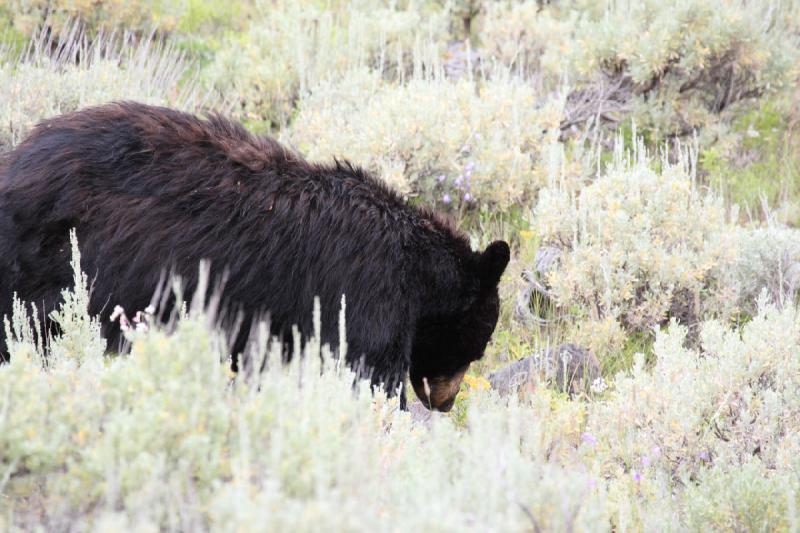 2009-08-05 14:08:28 ** Schwarzbär, Yellowstone Nationalpark ** 