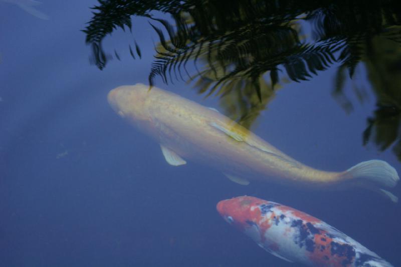 2007-09-02 13:54:44 ** Portland ** A yellow koi.