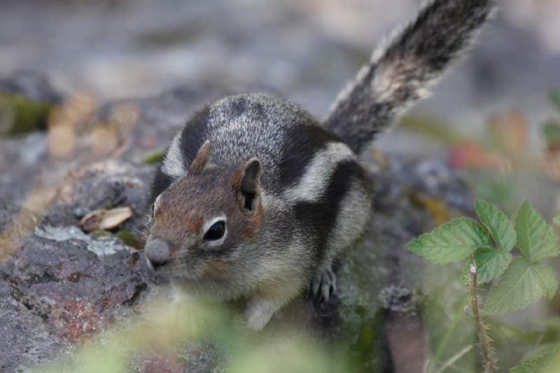 2009-08-03 09:28:43 ** Yellowstone Nationalpark ** Backenhörnchen.