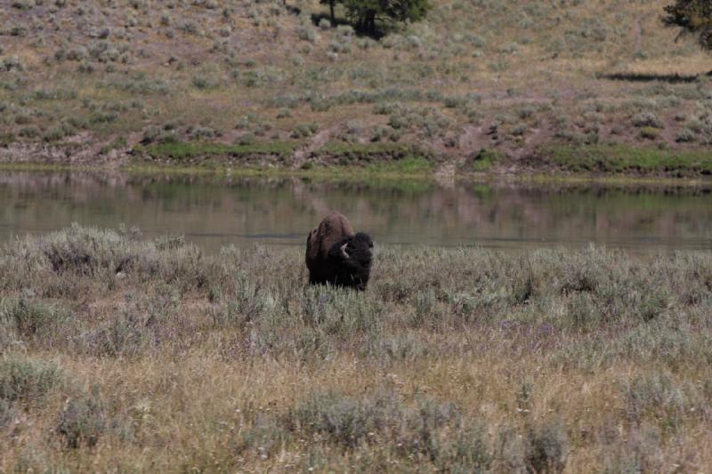 2008-08-16 11:51:28 ** Bison, Yellowstone National Park ** 