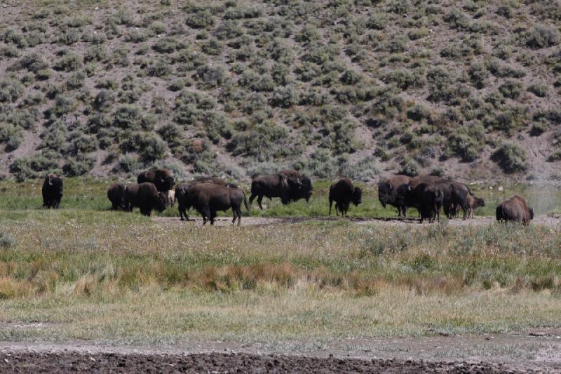 2008-08-16 11:36:58 ** Bison, Yellowstone National Park ** 