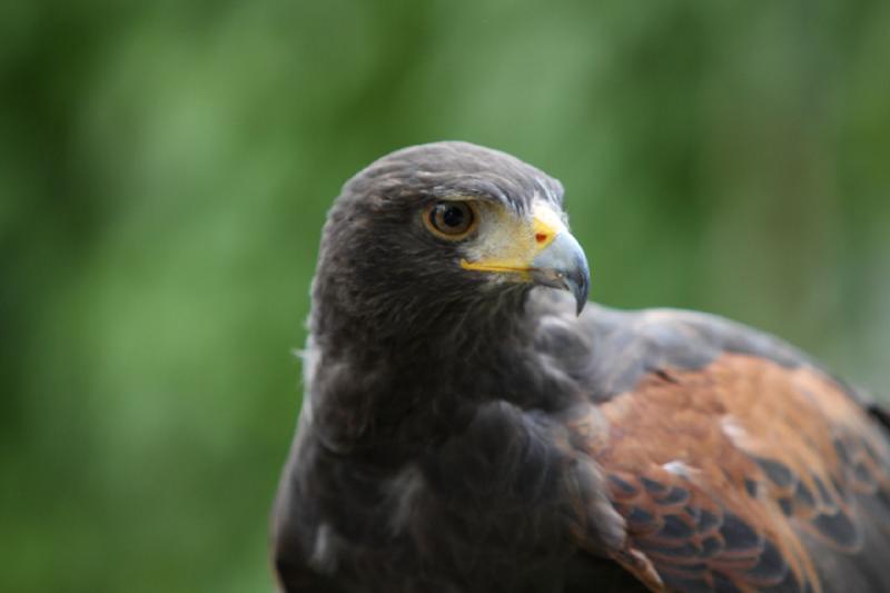 2008-07-04 14:31:28 ** Tracy Vogelpark ** 