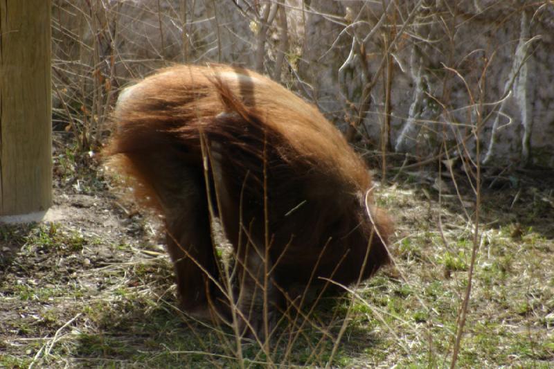 2007-03-11 13:16:16 ** Utah, Zoo ** Dieses Orang-Utan-Weibchen hat per Kaiserschnitt ein Baby zur Welt gebracht.
