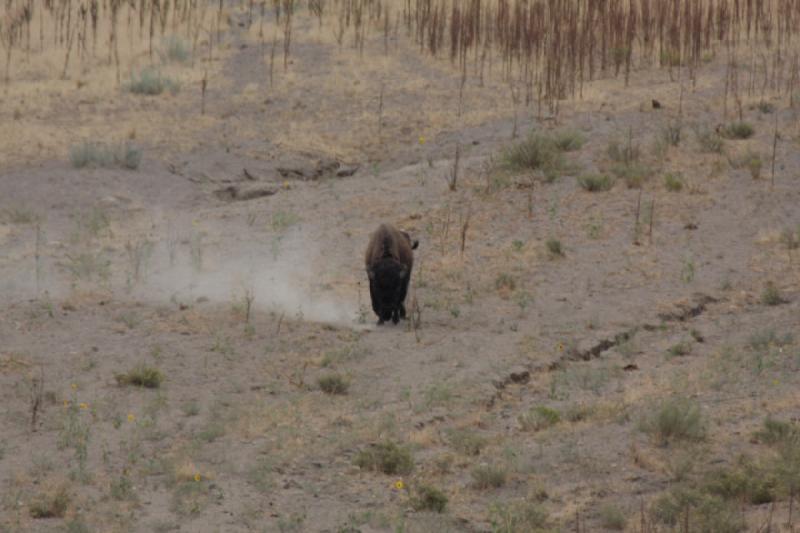 2013-08-24 15:32:44 ** Antelope Island, Bison, Utah ** 