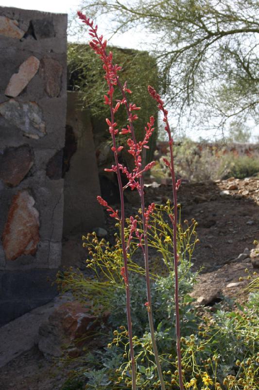2007-04-14 15:53:08 ** Phoenix, Taliesin West ** Flowers near the visitor's center. 2007-04-14 15:53:08 ** Phoenix, Taliesin West ** Flowers near the visitor's center.