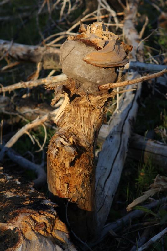 2010-08-21 19:34:30 ** Uinta Berge ** Wie kommt der Stein in den Baum? Oder ist dies die Wurzel und der Stein war schon immer Teil davon?