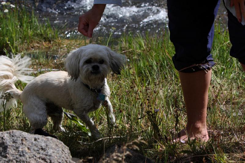 2008-08-15 15:50:10 ** Yellowstone National Park ** Oliver played in the water.