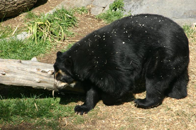 2008-03-20 10:43:10 ** San Diego, Zoo ** Brillenbär.