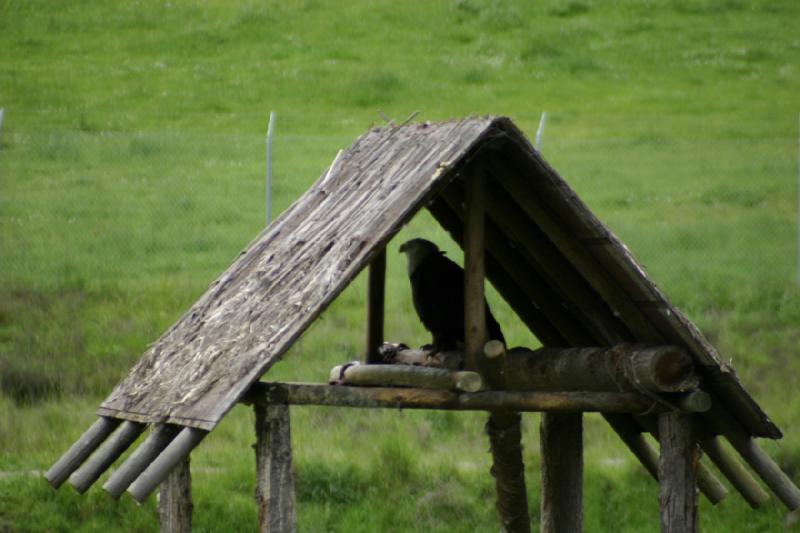 2005-05-07 14:29:02 ** Oregon, Roseburg, Zoo ** Bald eagle under a protective roof.