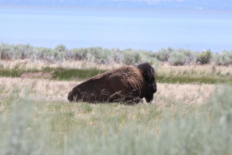 2012-06-11 12:59:51 ** Antelope Island, Bison, Utah ** 