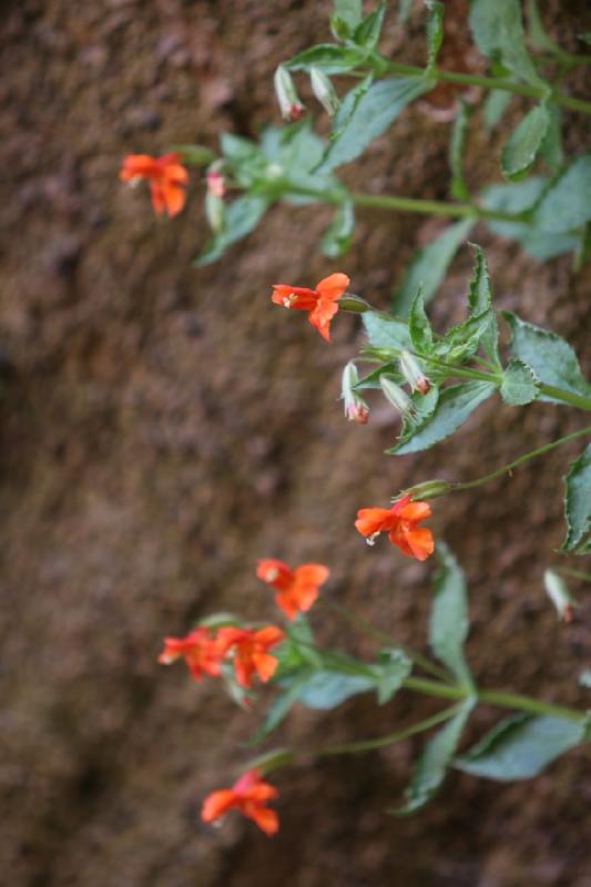 2011-05-29 09:56:24 ** Utah, Zion National Park ** 