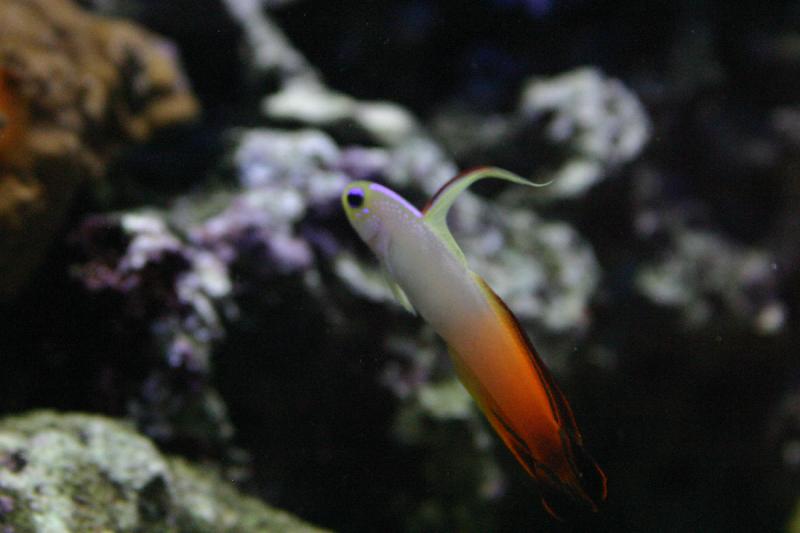 2005-08-25 14:30:11 ** Aquarium, Berlin, Deutschland, Zoo ** Interessanter kleiner Fisch.