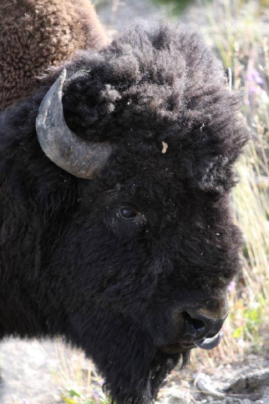 2008-08-15 17:28:04 ** Bison, Yellowstone National Park ** 