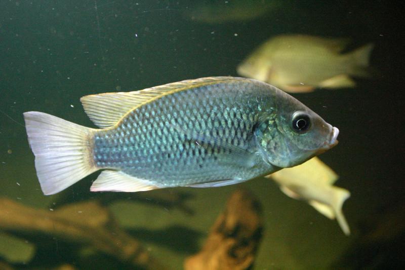 2005-08-25 14:19:30 ** Aquarium, Berlin, Germany, Zoo ** This fish, whatever kind it is, stood still for a photo.