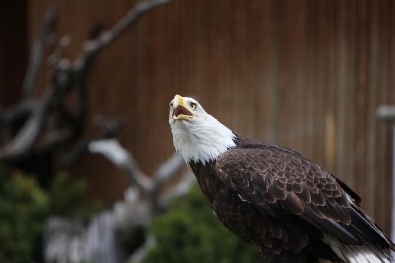 2011-05-07 11:23:12 ** Utah, Weißkopfseeadler, Zoo ** 