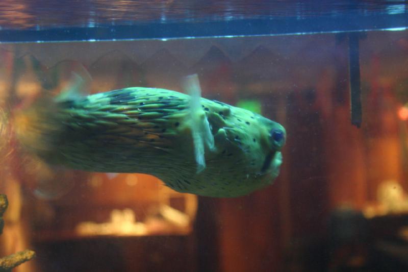 2007-12-15 13:24:38 ** Aquarium, Utah, Zoo ** Igelfisch.