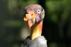 King Vulture.