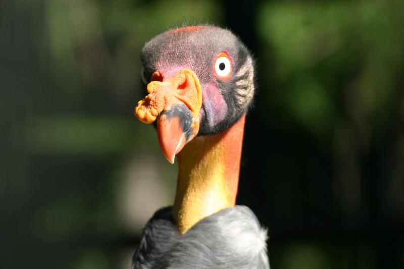 2005-08-24 16:11:03 ** Berlin, Deutschland, Königsgeier, Zoo ** Königsgeier.