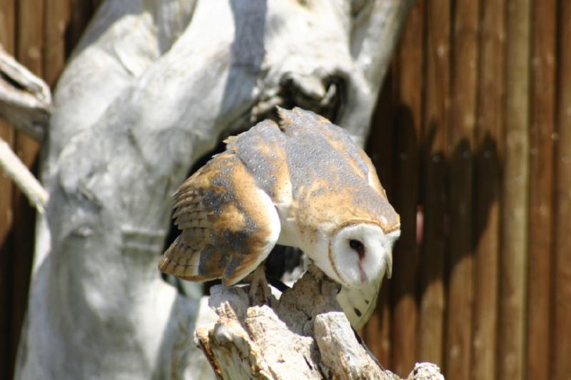 2008-05-04 13:17:56 ** Utah, Zoo ** 