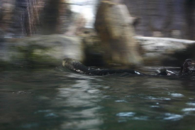 2007-10-13 10:41:40 ** Aquarium, Kalifornien, Zoo ** Seeotter.