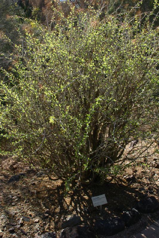 2007-10-27 13:51:00 ** Botanischer Garten, Phoenix ** Ocotillo-Baum.