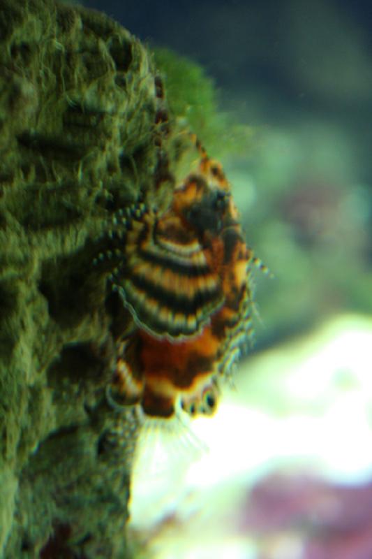 2010-04-10 15:33:14 ** Aquarium, Deutschland, München, Zoo ** 