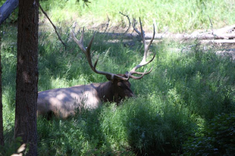 2008-08-16 14:12:17 ** Elk, Yellowstone National Park ** 