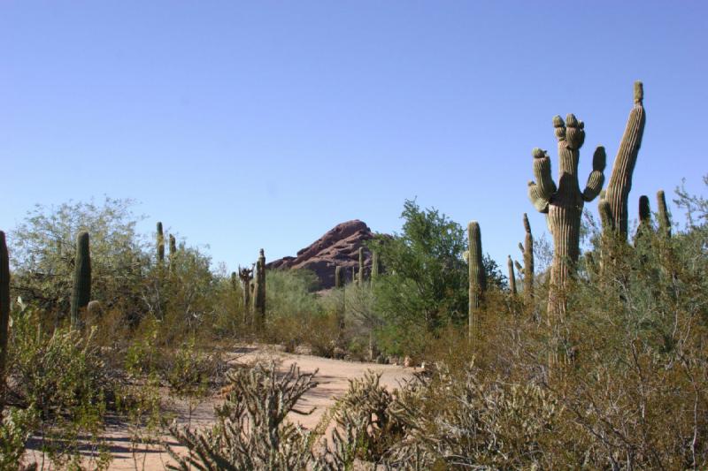 2007-10-27 13:56:32 ** Botanischer Garten, Kaktus, Phoenix ** Saguaro-Kakteen.