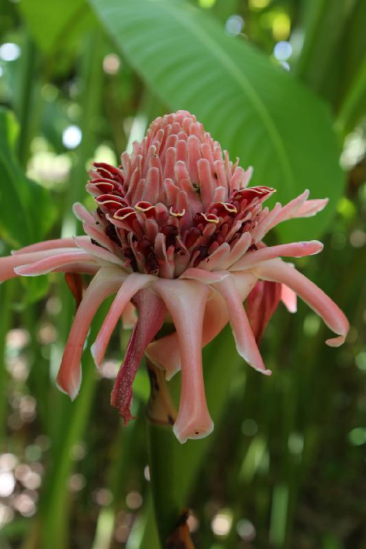 2011-11-27 11:52:18 ** Botanischer Garten, Hawaiʻi, Kauaʻi ** 