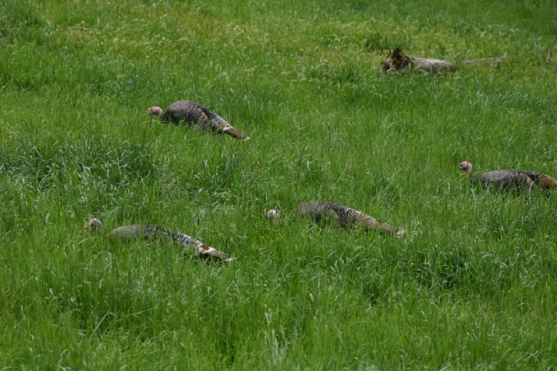 2005-05-07 14:12:33 ** Oregon, Roseburg, Zoo ** Turkeys in the high grass.