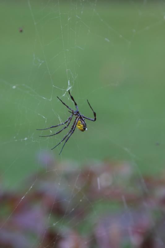 2011-11-27 08:40:24 ** Botanischer Garten, Hawaiʻi, Kauaʻi ** 