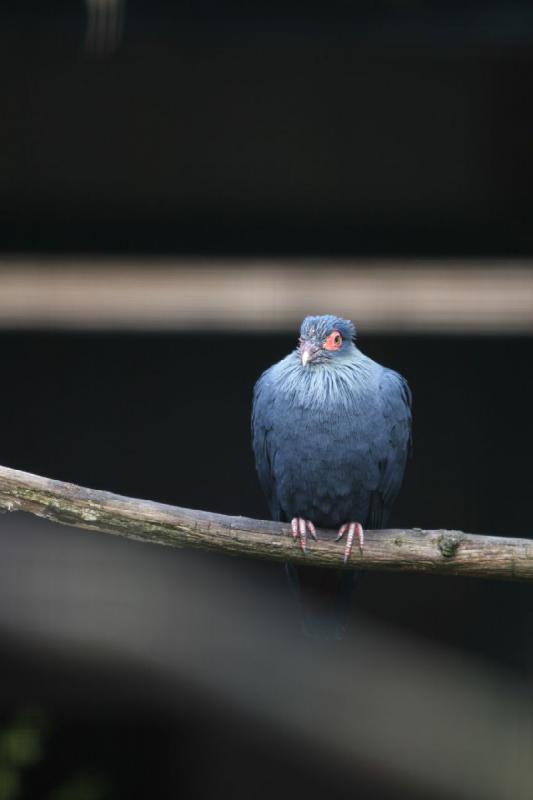 2010-04-13 15:31:40 ** Deutschland, Walsrode, Zoo ** 