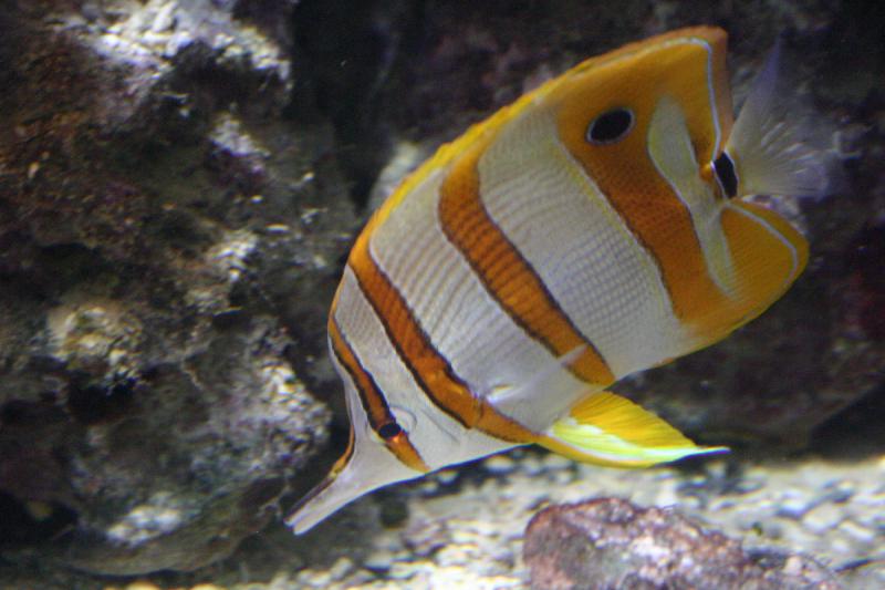 2005-08-25 14:29:20 ** Aquarium, Berlin, Germany, Zoo ** Fish in the coral reef.