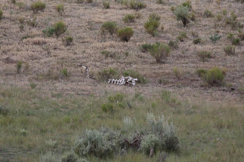 2009-08-05 15:22:09 ** Yellowstone National Park ** 