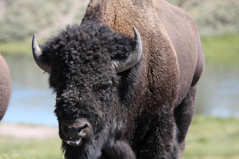 2008-08-16 11:38:00 ** Bison, Yellowstone Nationalpark ** 