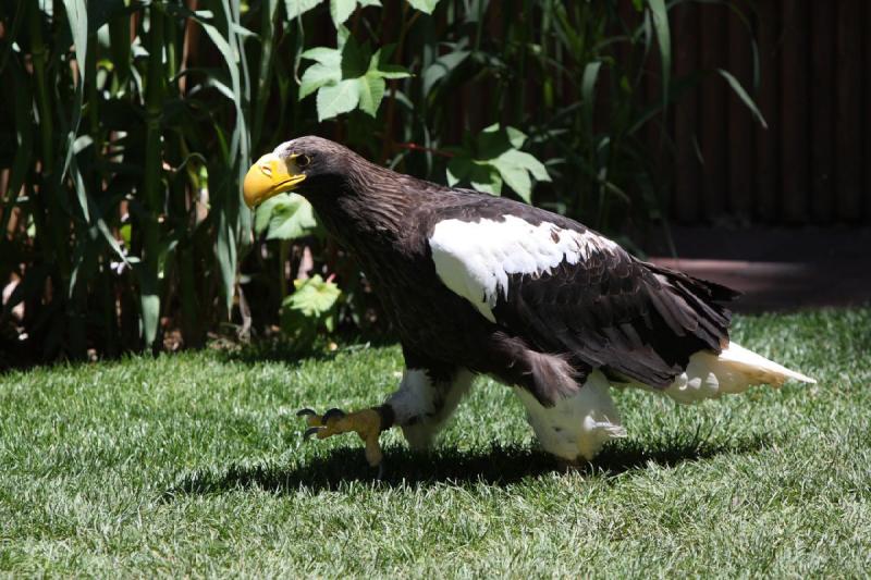 2011-07-15 13:01:34 ** Riesenseeadler, Utah, Zoo ** 