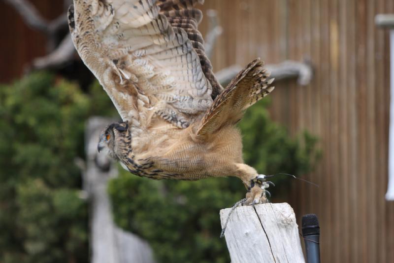 2011-05-07 11:15:49 ** Utah, Zoo ** 