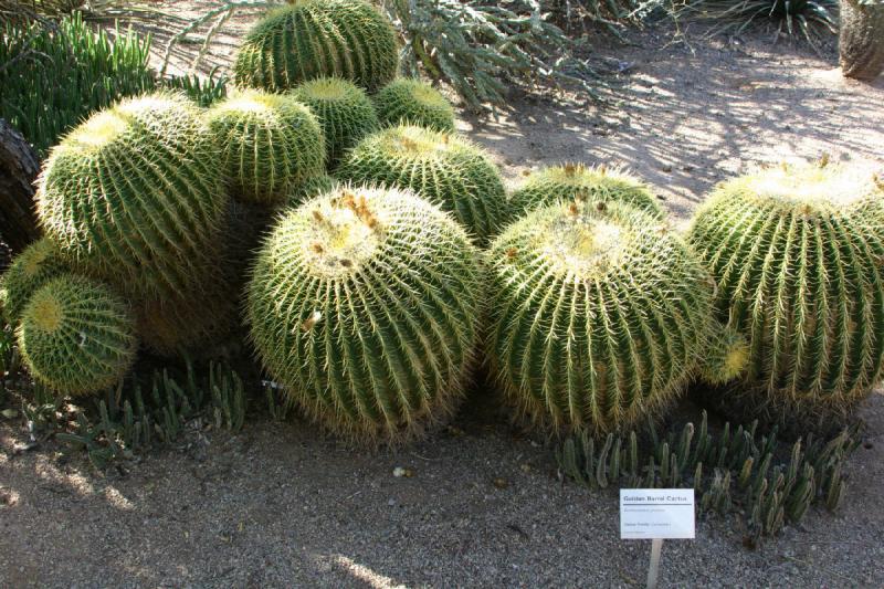 2007-10-27 14:21:32 ** Botanischer Garten, Kaktus, Phoenix ** Goldkugelkaktus (Echinocactus grusonii).