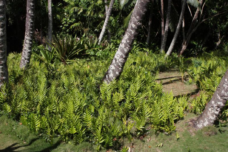 2011-11-27 11:25:31 ** Botanischer Garten, Hawaiʻi, Kauaʻi ** 