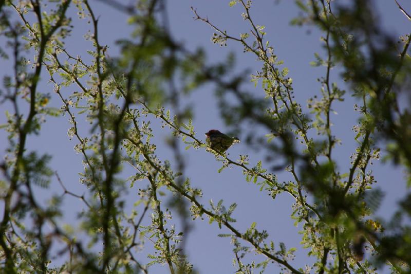 2007-04-15 16:46:06 ** Phoenix ** A small bird in the garden. 2007-04-15 16:46:06 ** Phoenix ** A small bird in the garden.