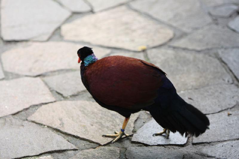 2010-04-13 16:42:53 ** Deutschland, Walsrode, Zoo ** 